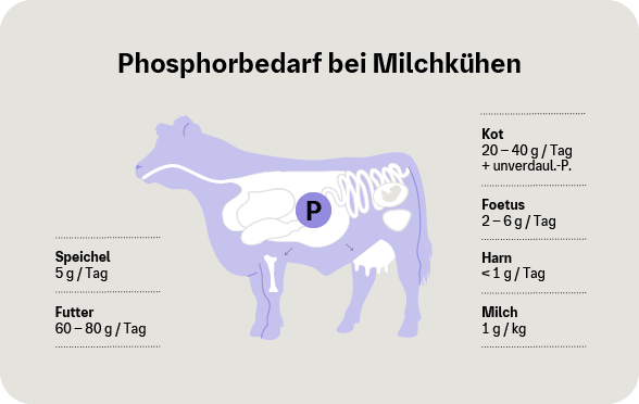 Phosphorbedarf von Milchkühen als Infografik