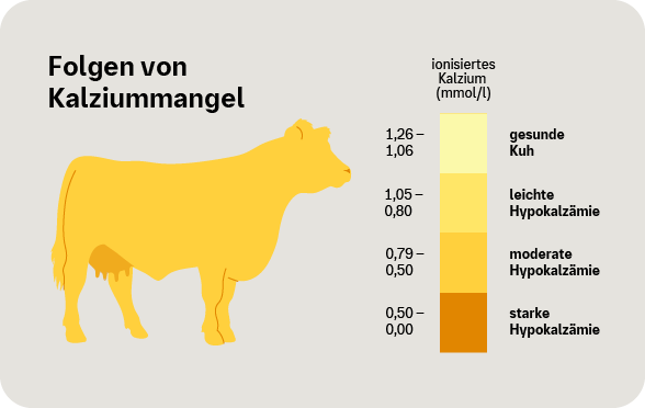 Infografik: Folgen von Kalziummange bei der Kuh