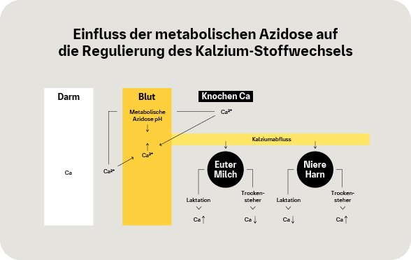 Grafik: Einfluss der metabolischen Azidose auf die Regulierung des Kalziumstoffwechsels der Kuh