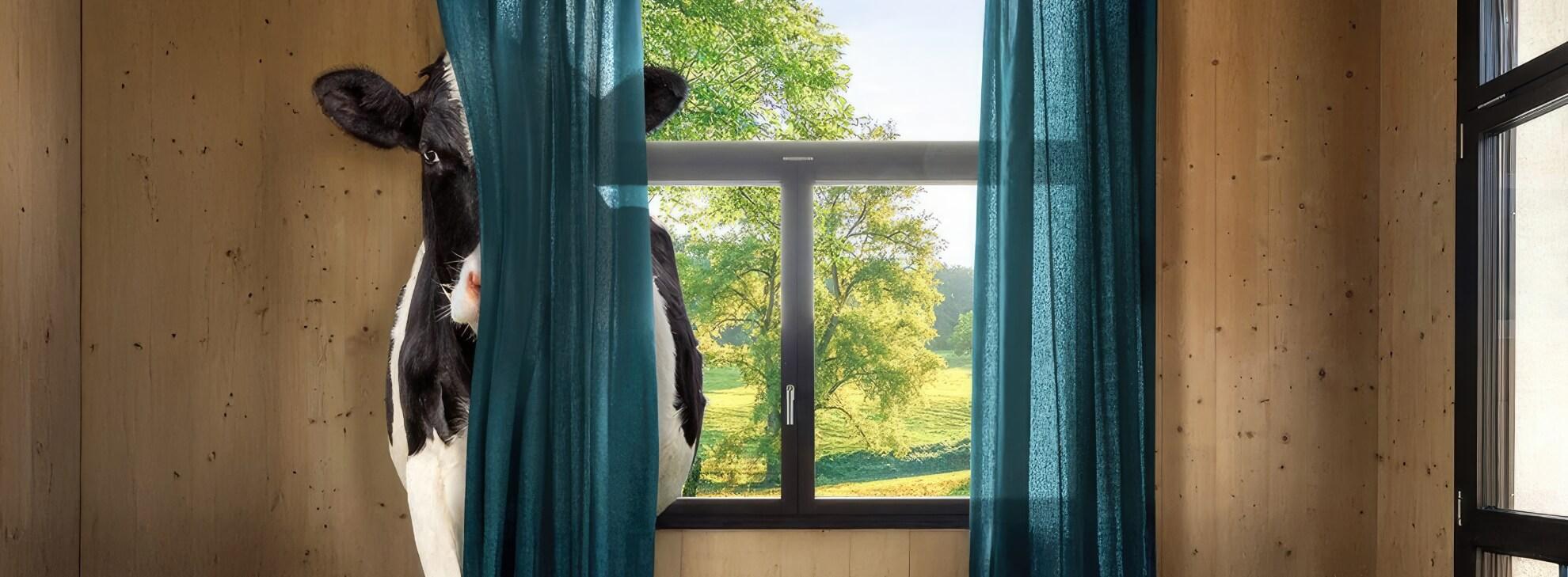 BOVIKALC Kampagnenmotiv: Kuh versteckt sich hinter dem Vorhang.