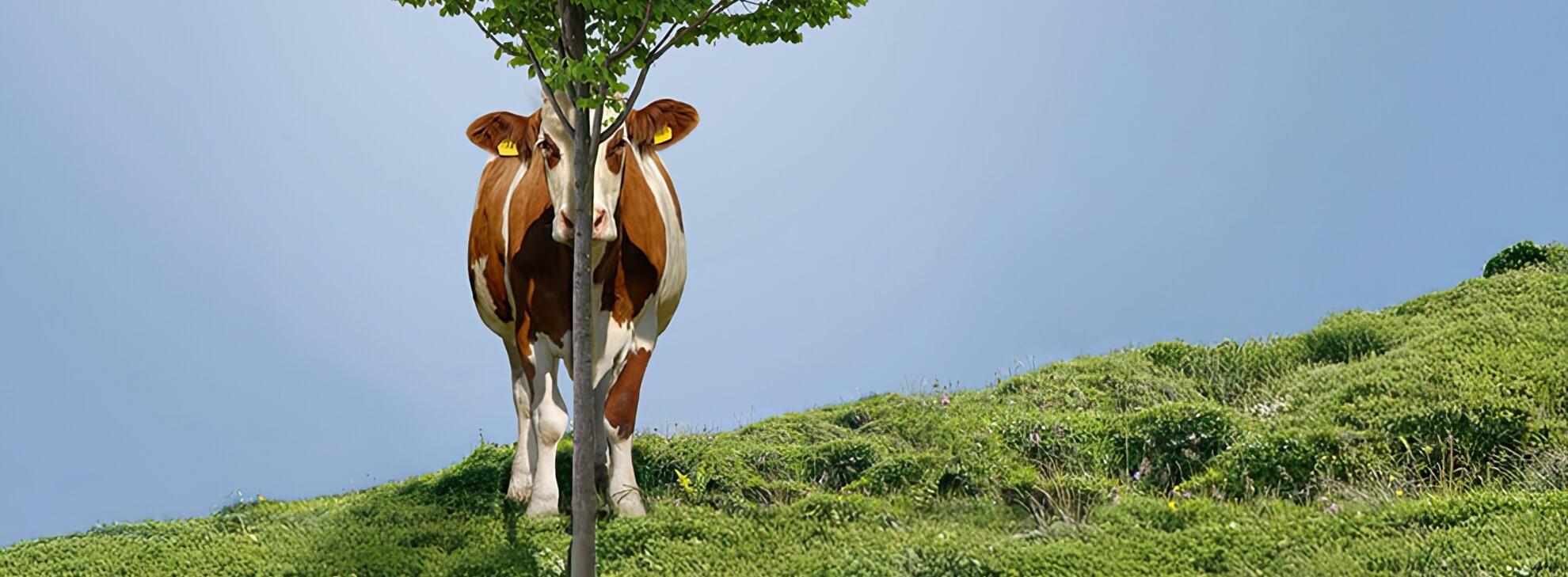 BOVIKALC Kampagnenmotiv: Kuh versteckt sich hinter dem Baum.