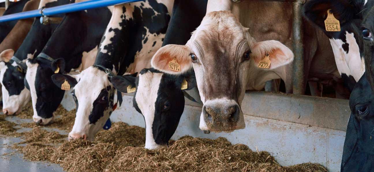 Kühe bei der Fütterung im Stall.