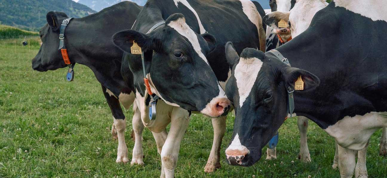 Milchkühe in den Bergen.