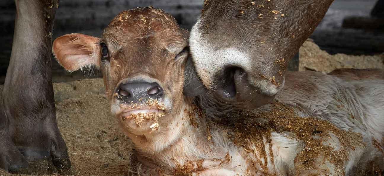 Ein Muttertier mit ihrem Kalb.