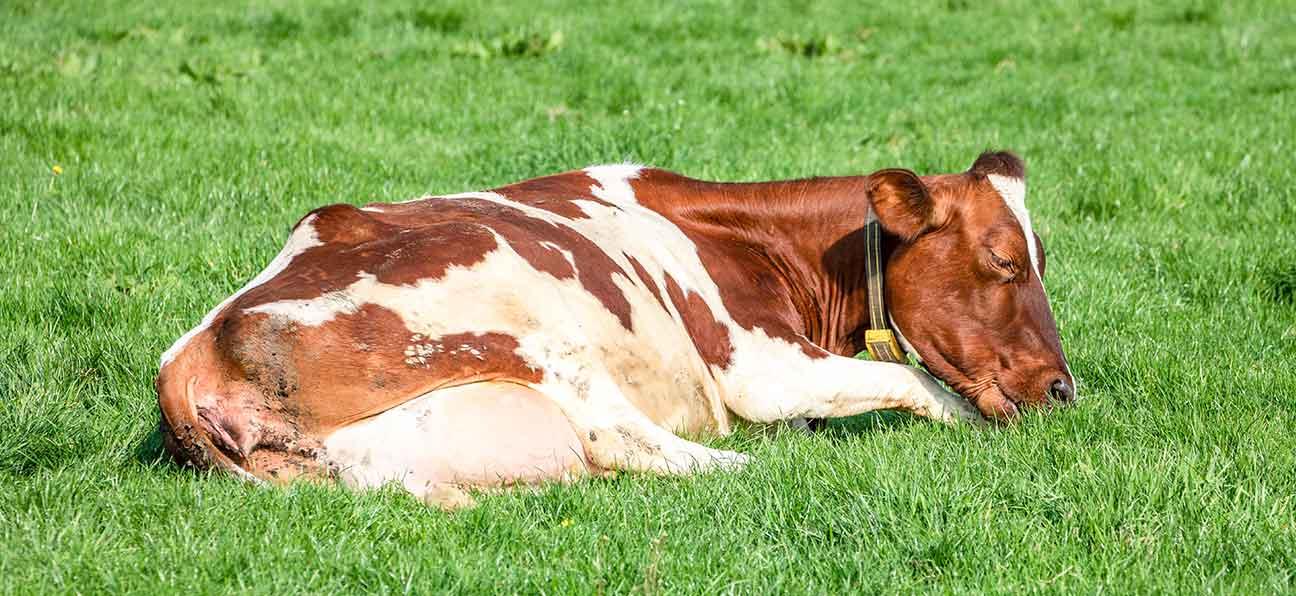 Ein Symptom bei Milchfieber bei der Kuh: Festliegen.