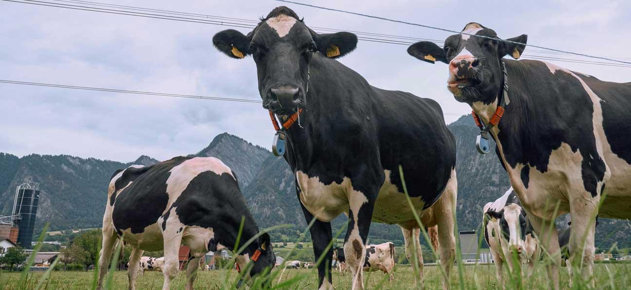 Kühe auf einer Weide.