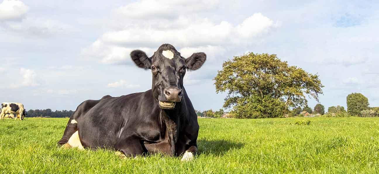 Festliegen in Brustlage ist ein mögliches Symptom von klinischen Milchfieber bei der Kuh.