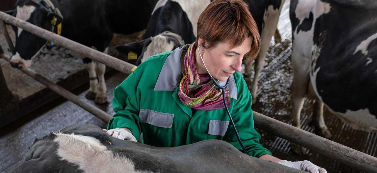 Tierärztin untersucht eine Kuh mit Milchfieber.