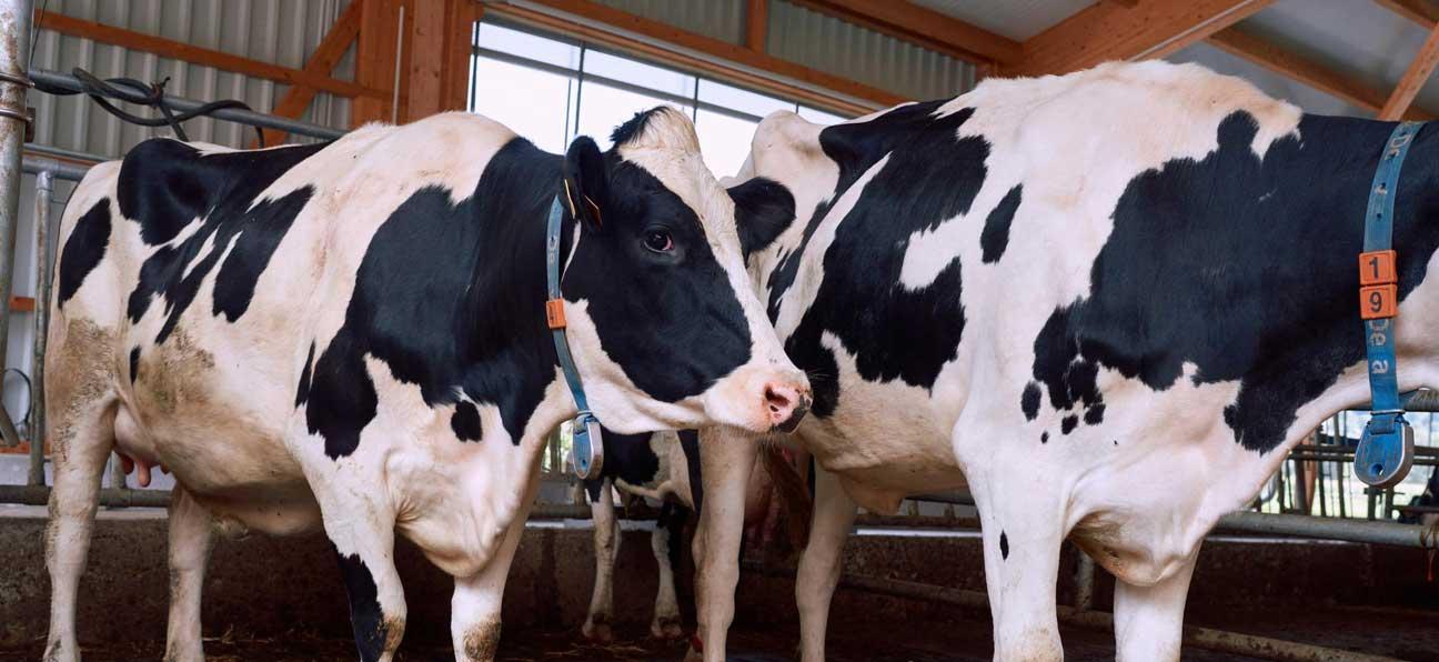 Milchkühe im Stall.