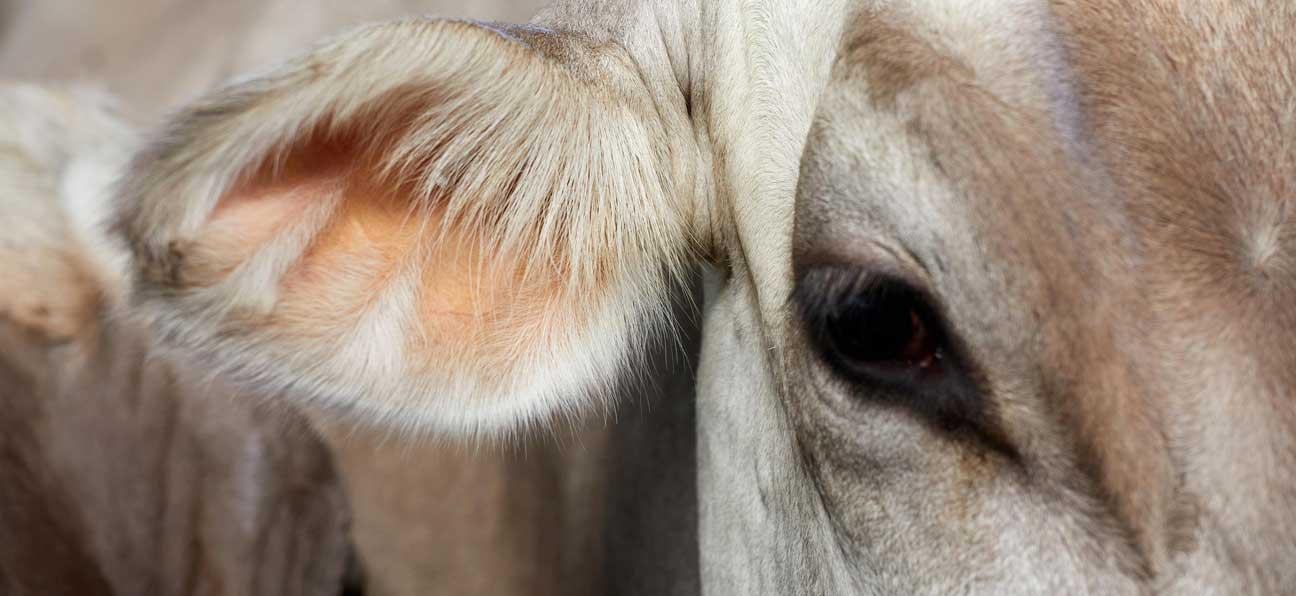 Nahaufnahme vom Auge einer Kuh. Ein trüber Blick kann Anzeichen für Milchfieber sein. Hier hilft BOVIKALC.