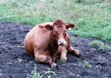 Festliegende Kuh, die unter Milchfieber leider.