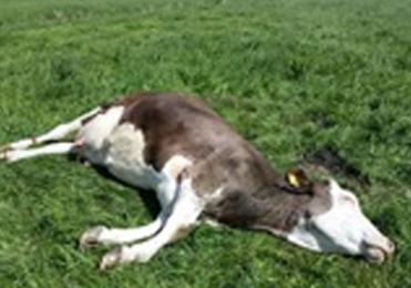 Bewusstlose Kuhe. Anzeichen wir das Endstadium des Milchfiebers.