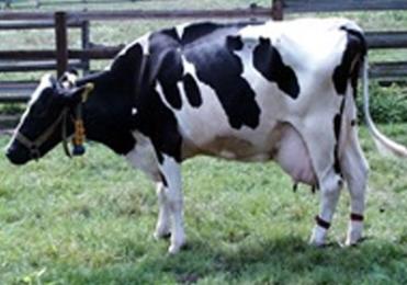 Die ersten Anzeichen von Milchfieber.