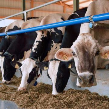 Kühe bei der Fütterung im Stall.