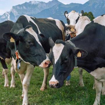 Milchkühe in den Bergen.