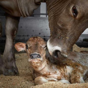 Ein Muttertier mit ihrem Kalb.