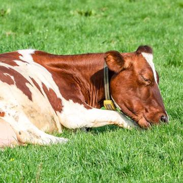 Ein Symptom bei Milchfieber bei der Kuh: Festliegen.
