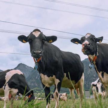 Kühe auf einer Weide.