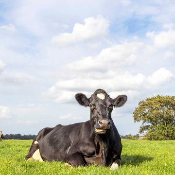Festliegen in Brustlage ist ein mögliches Symptom von klinischen Milchfieber bei der Kuh.