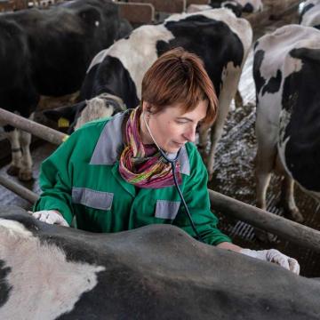 Tierärztin untersucht eine Kuh mit Milchfieber.