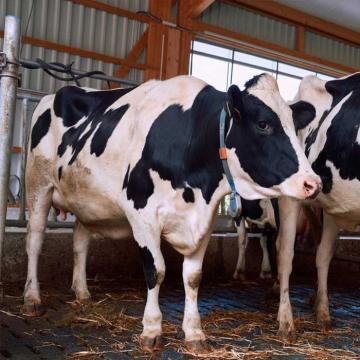 Milchkühe im Stall.