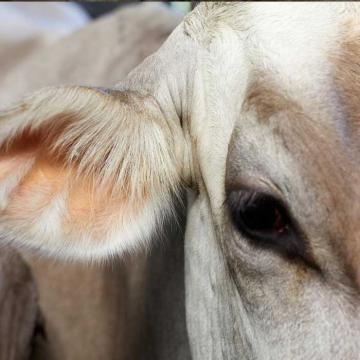 Nahaufnahme vom Auge einer Kuh. Ein trüber Blick kann Anzeichen für Milchfieber sein. Hier hilft BOVIKALC.