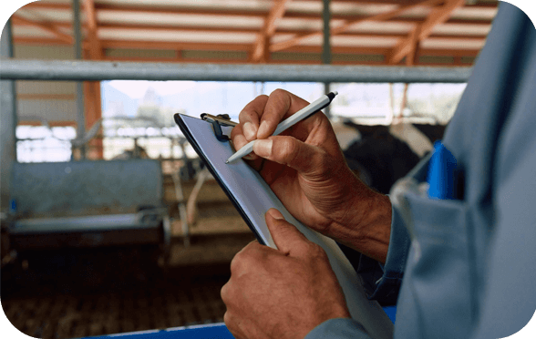 Milchfieber bei der Kuh: Eine Beurteilung der Körperkondition zur Kalbung kann helfen.