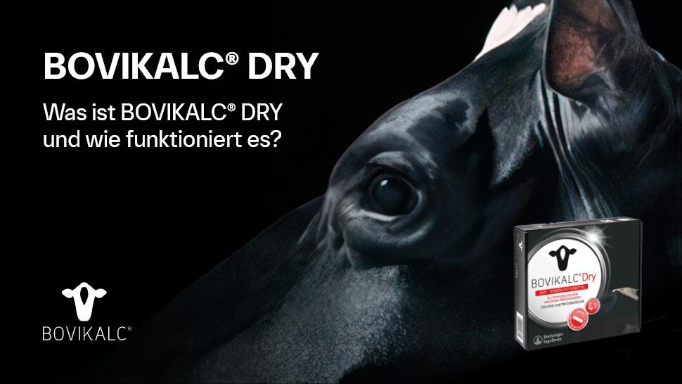 Video Vorstellung Bovikalc Dry: Anwendung und Vorteile beim Trockenstellen. 