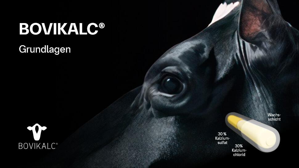 Erklärvideo: Grundlagen bei der Anwendung Bovikalc gegen Milchfieber bei der Kuh