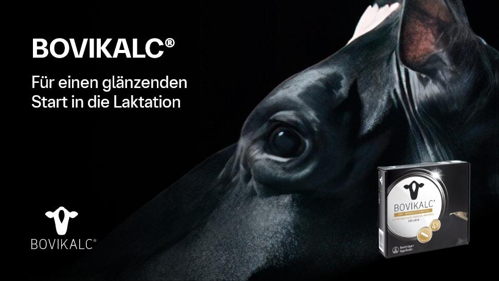 Bovikalc gegen milchfieber vor und nach der laktation