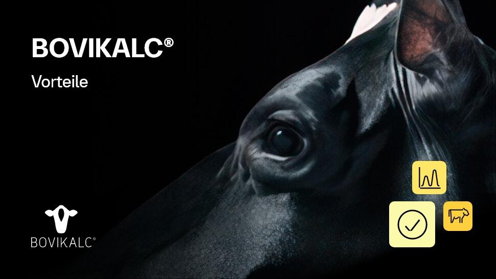 Erklärvideo: Vorteile von Bovikalc bei der Behandlung von Milchfieber bei Kühen. 